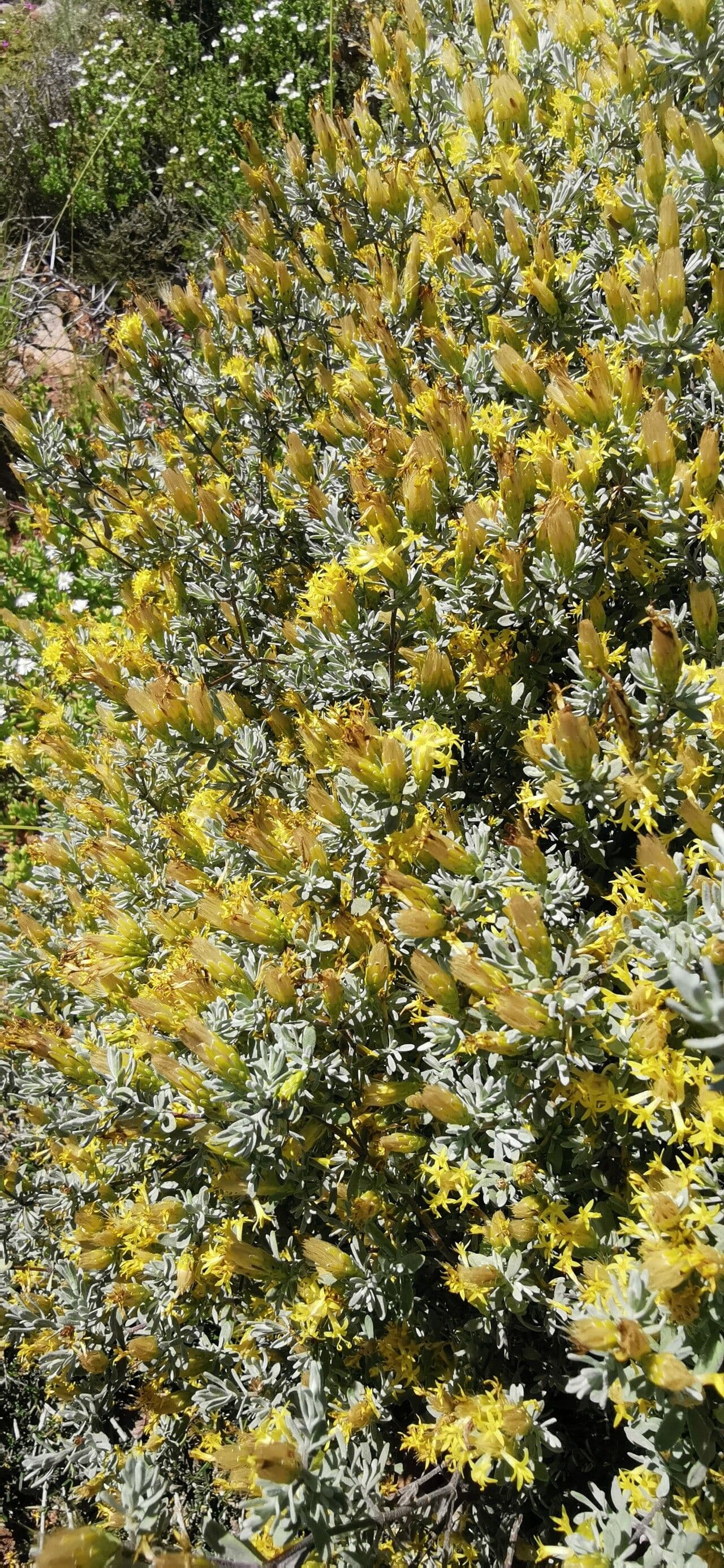 Tetradymia canescens