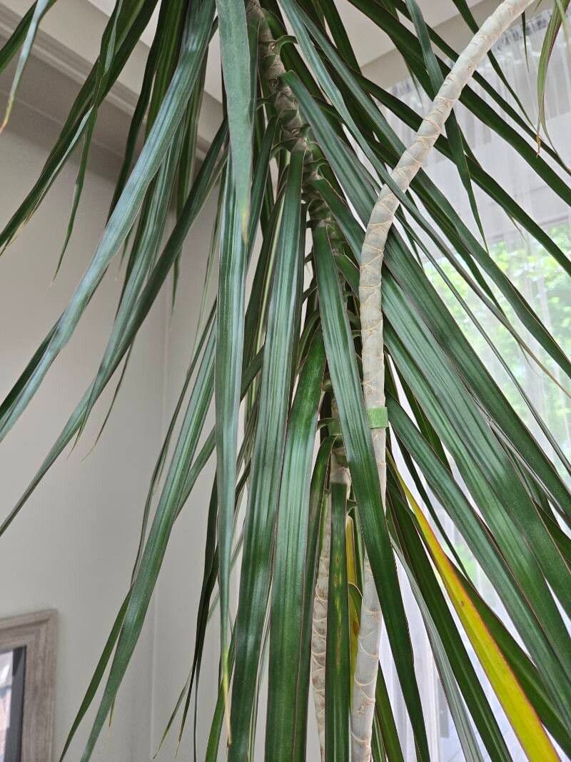 Dracaena concinna