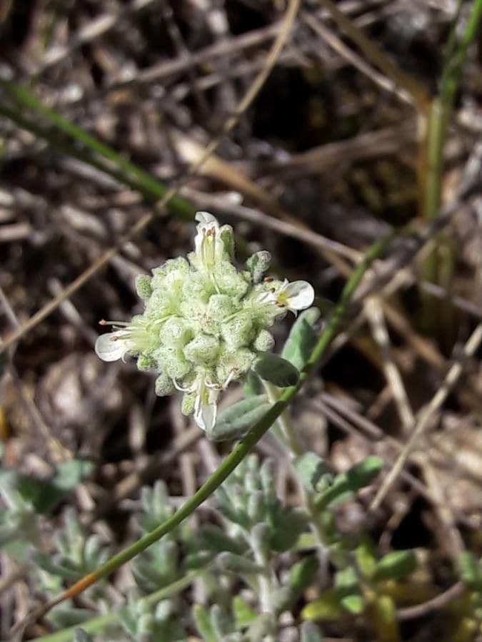 Teucrium polium