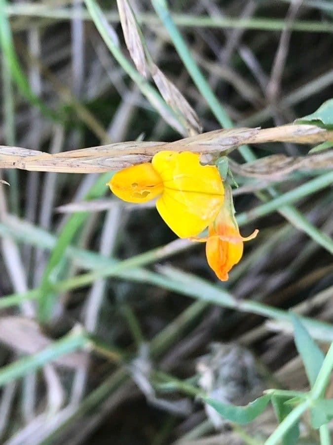 Lotus tenuis