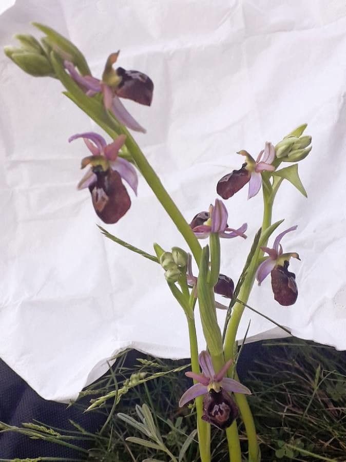 Ophrys bertolonii