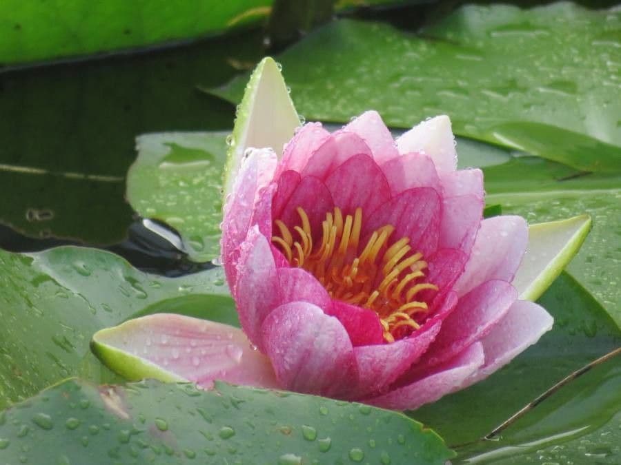 Nymphaea candida