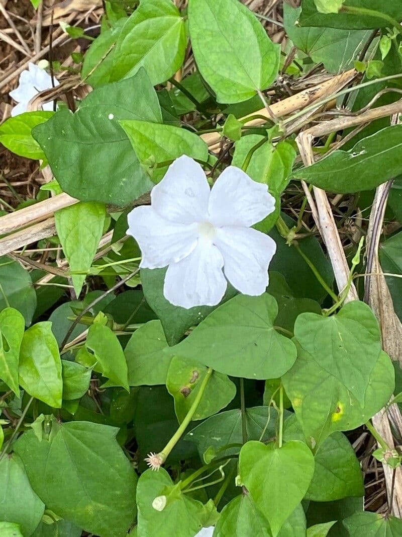 Thunbergia fragrans