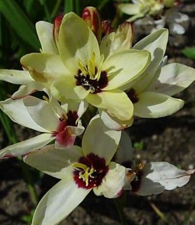 Ixia maculata