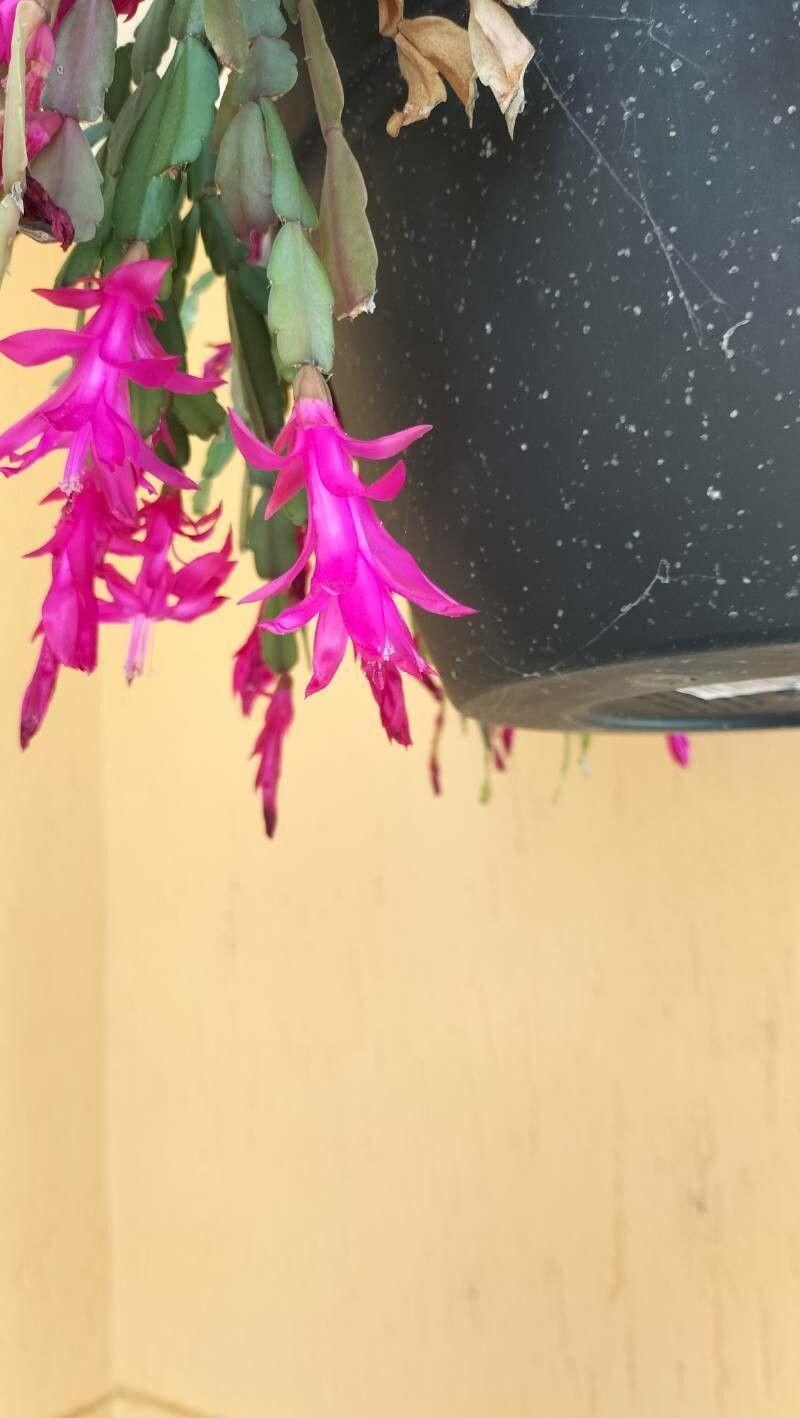 Schlumbergera russelliana