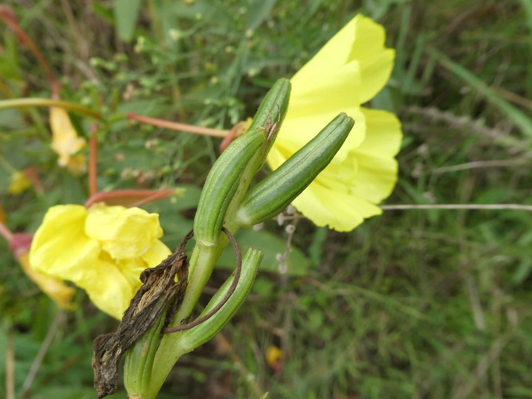 Oenothera biennis