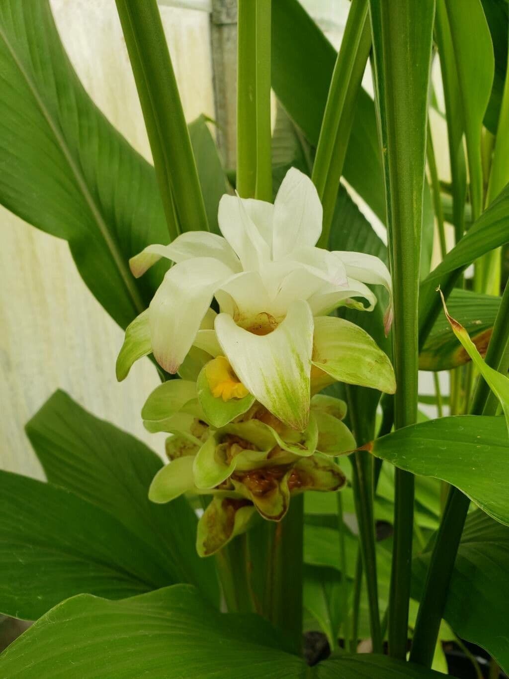 Curcuma longa