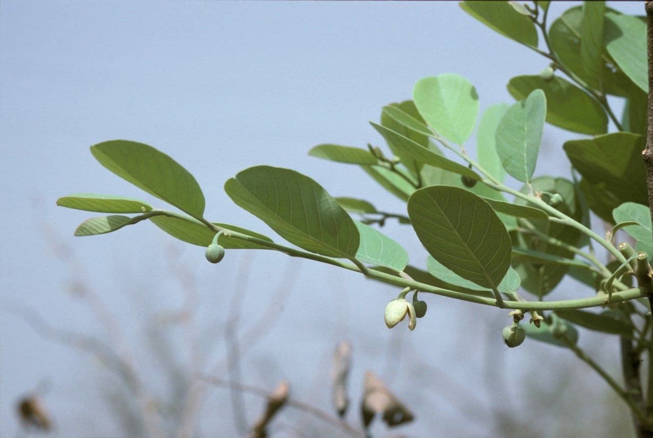 Annona senegalensis