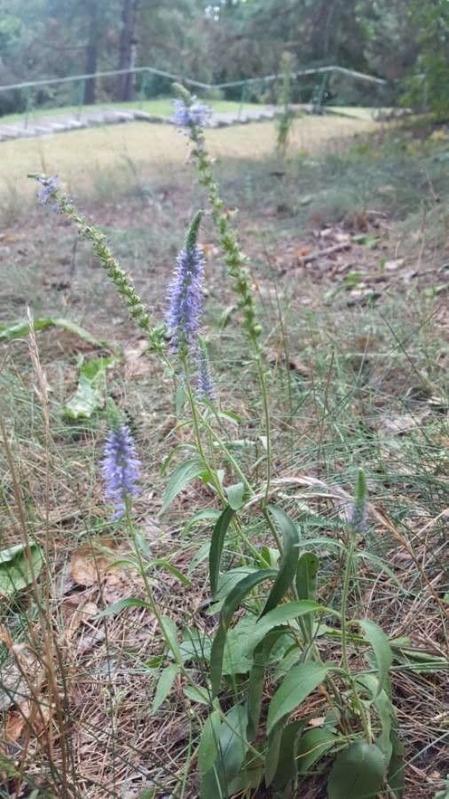 Veronica spicata