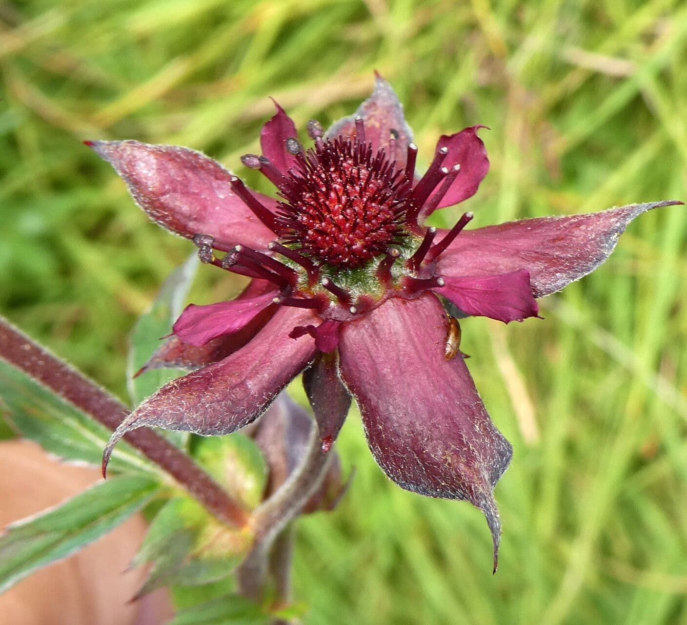 Comarum palustre