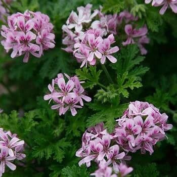 Pelargonium graveolens