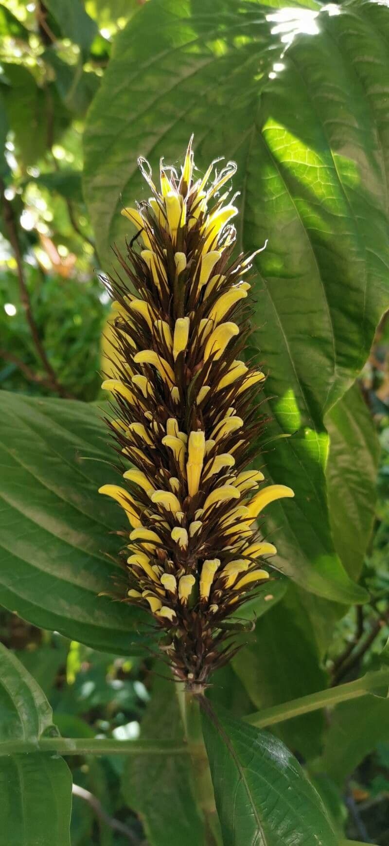 Justicia aurea