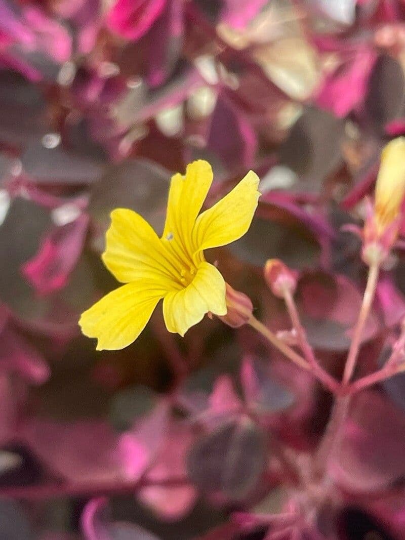 Oxalis spiralis