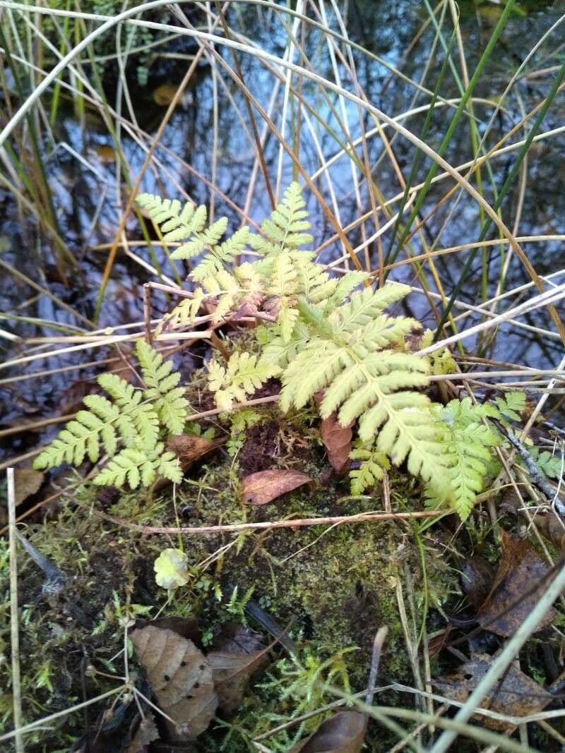 Dryopteris carthusiana