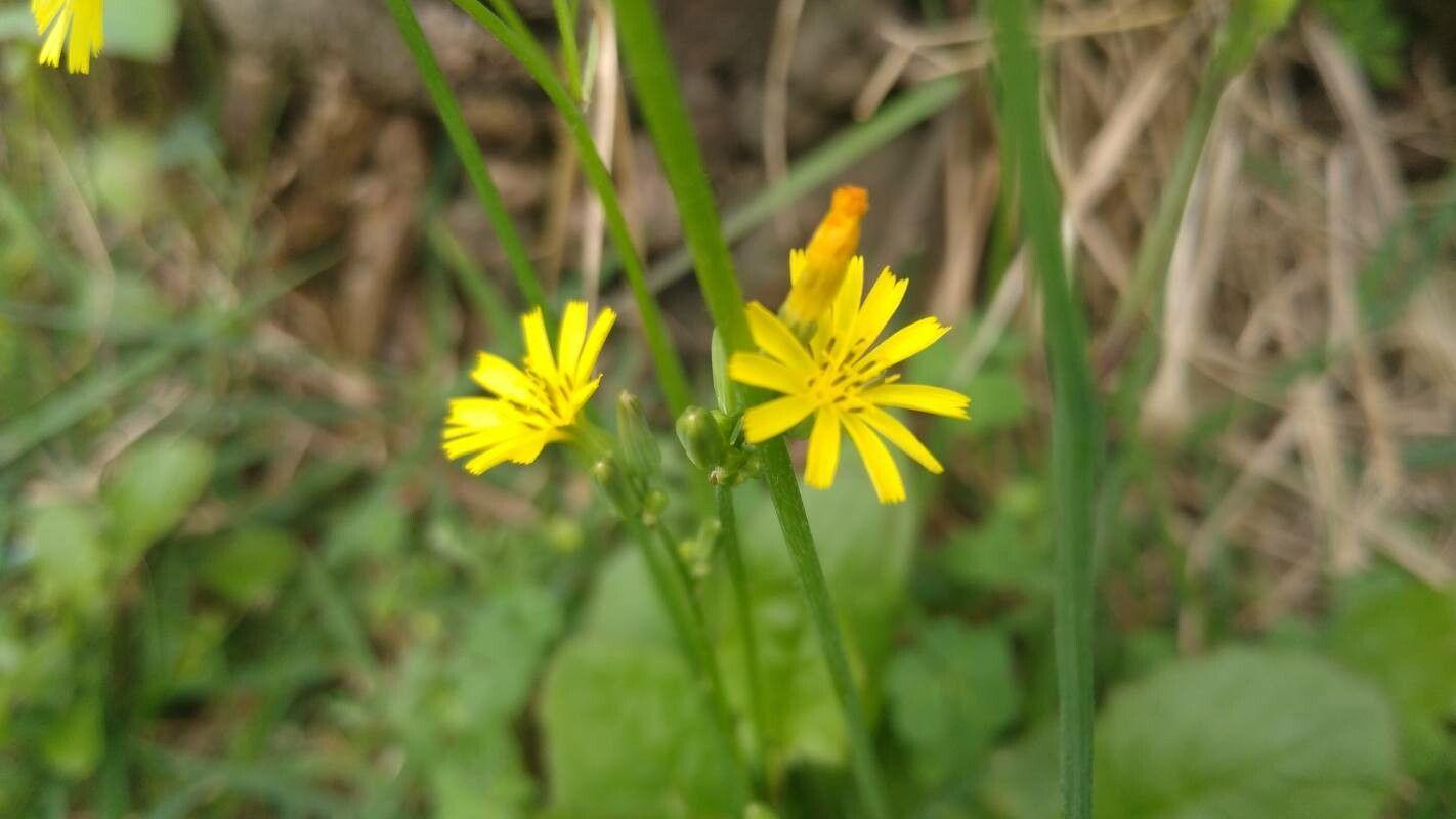 Youngia japonica