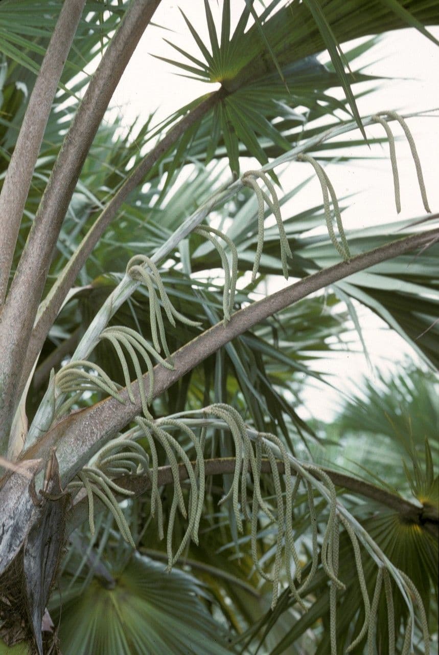 Latania lontaroides