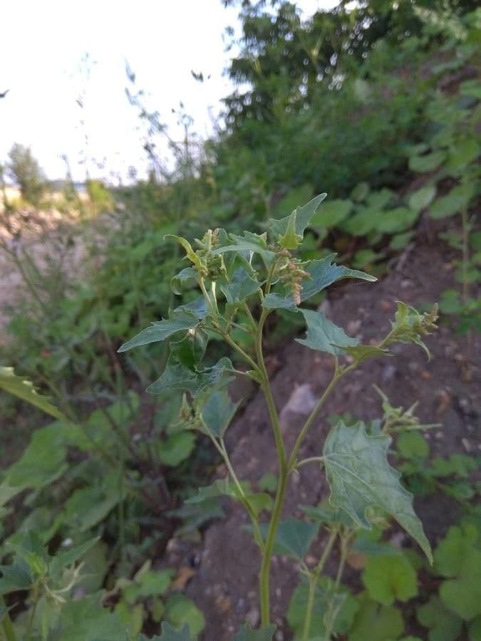 Atriplex micrantha