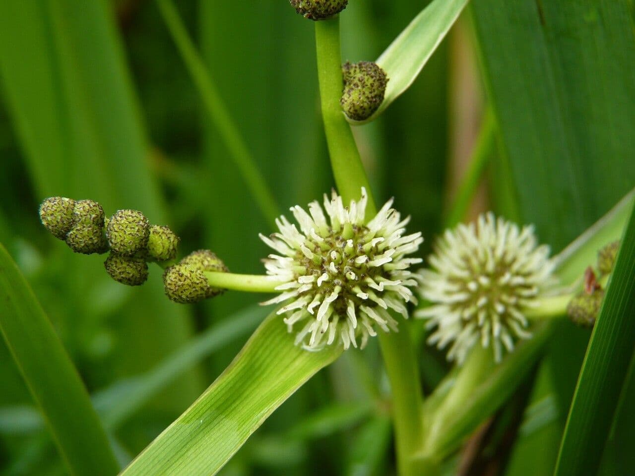 Sparganium erectum