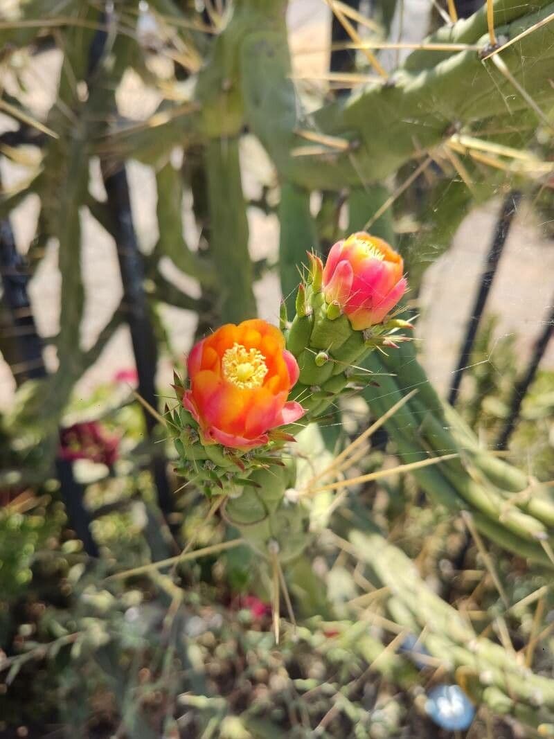 Opuntia tomentosa