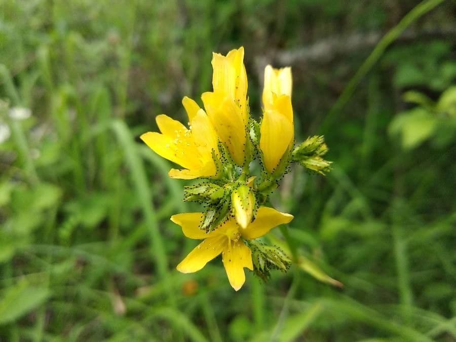 Hypericum montanum