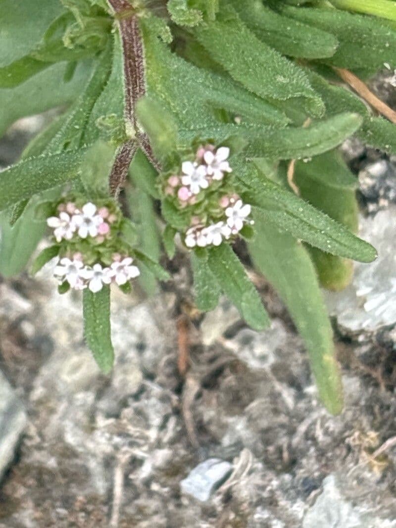 Valeriana discoidea