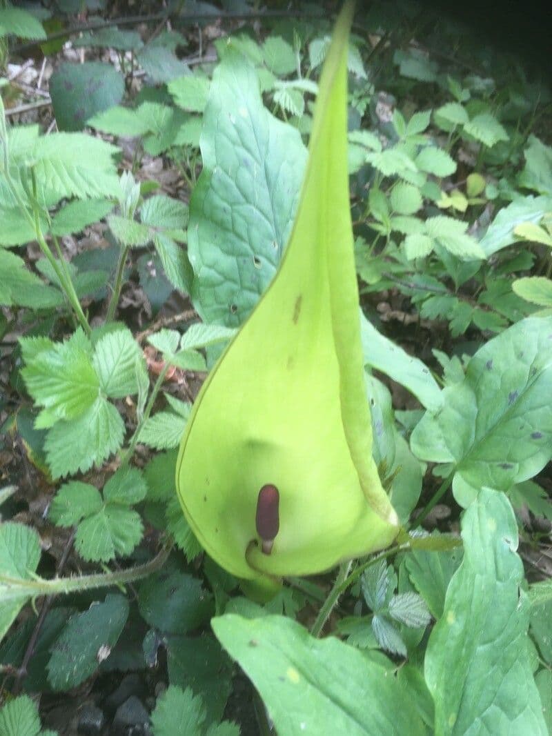 Arum maculatum