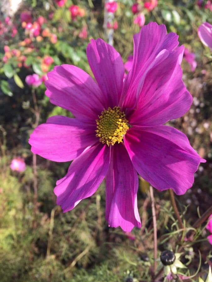 Cosmos bipinnatus