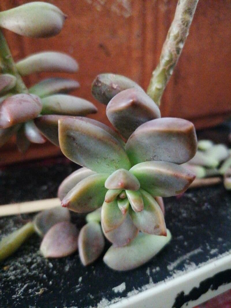 Sedum mendozae