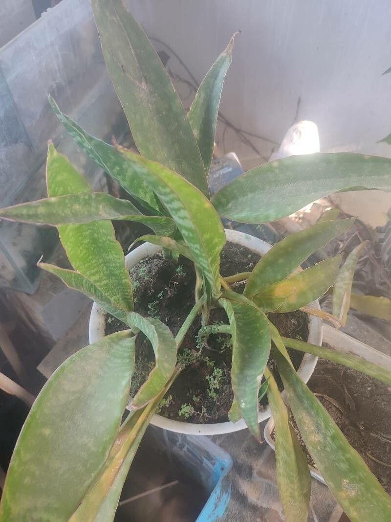 Dracaena masoniana