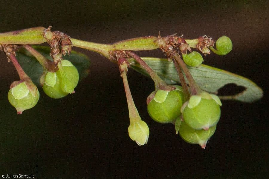 Phyllanthus bourgeoisii