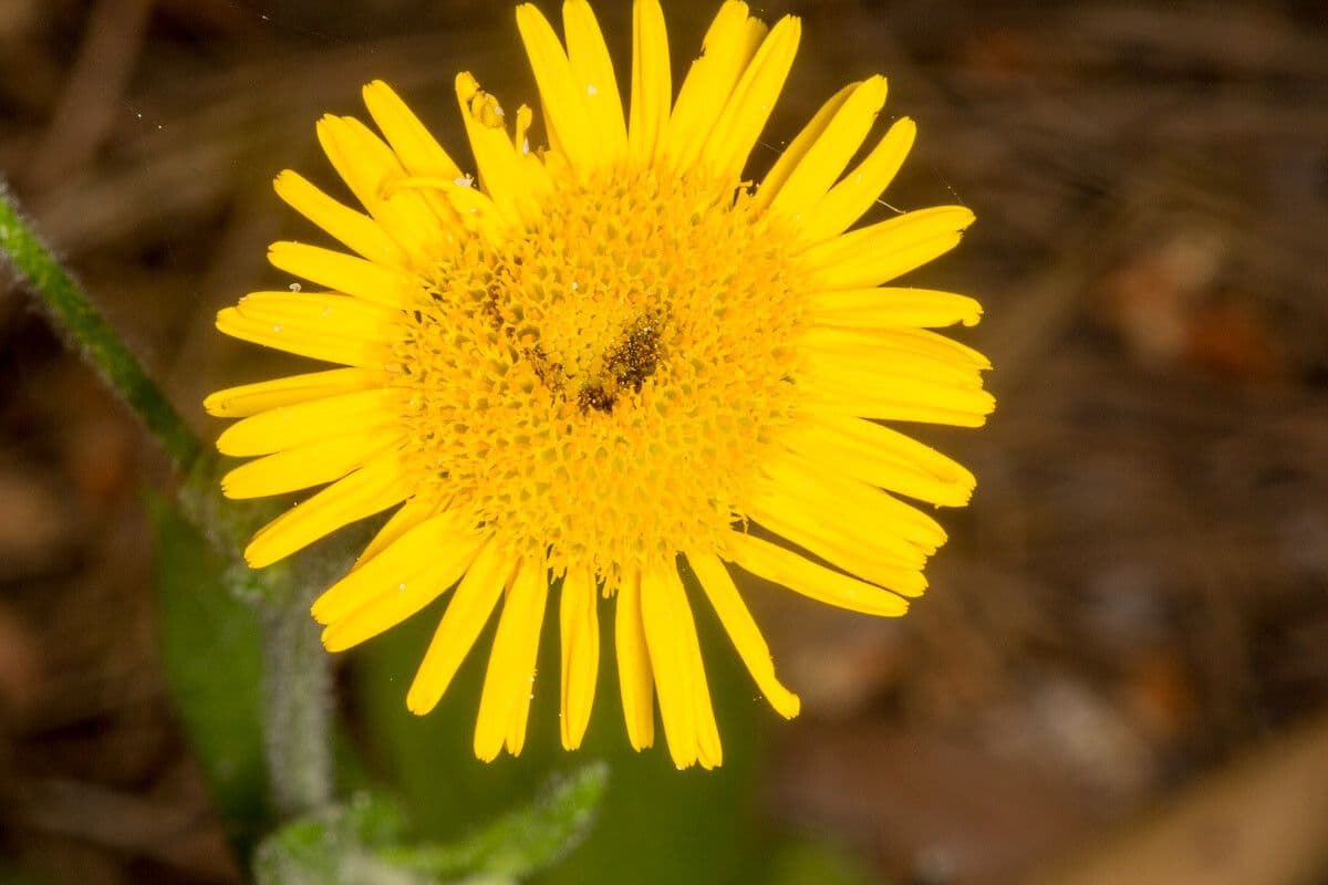 Pulicaria odora