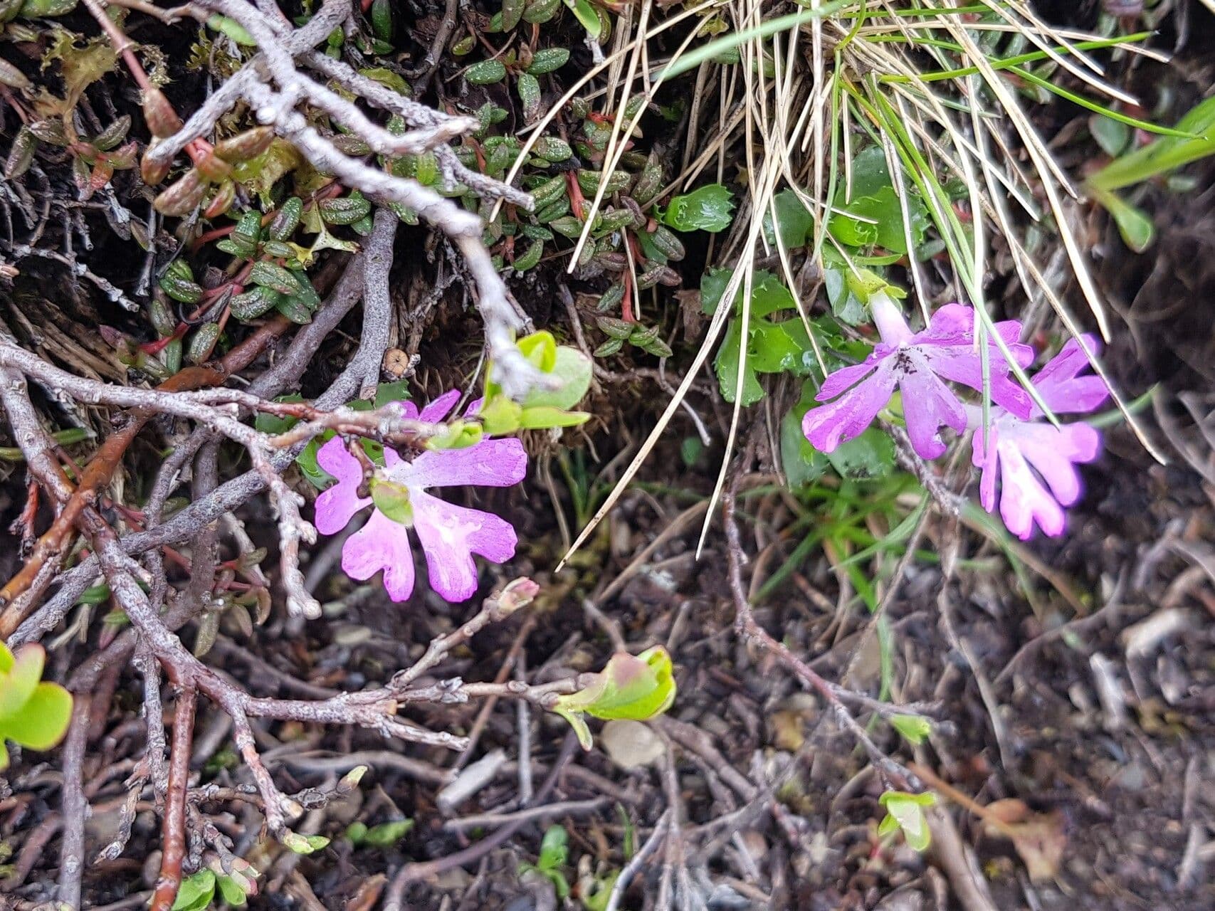 Primula minima