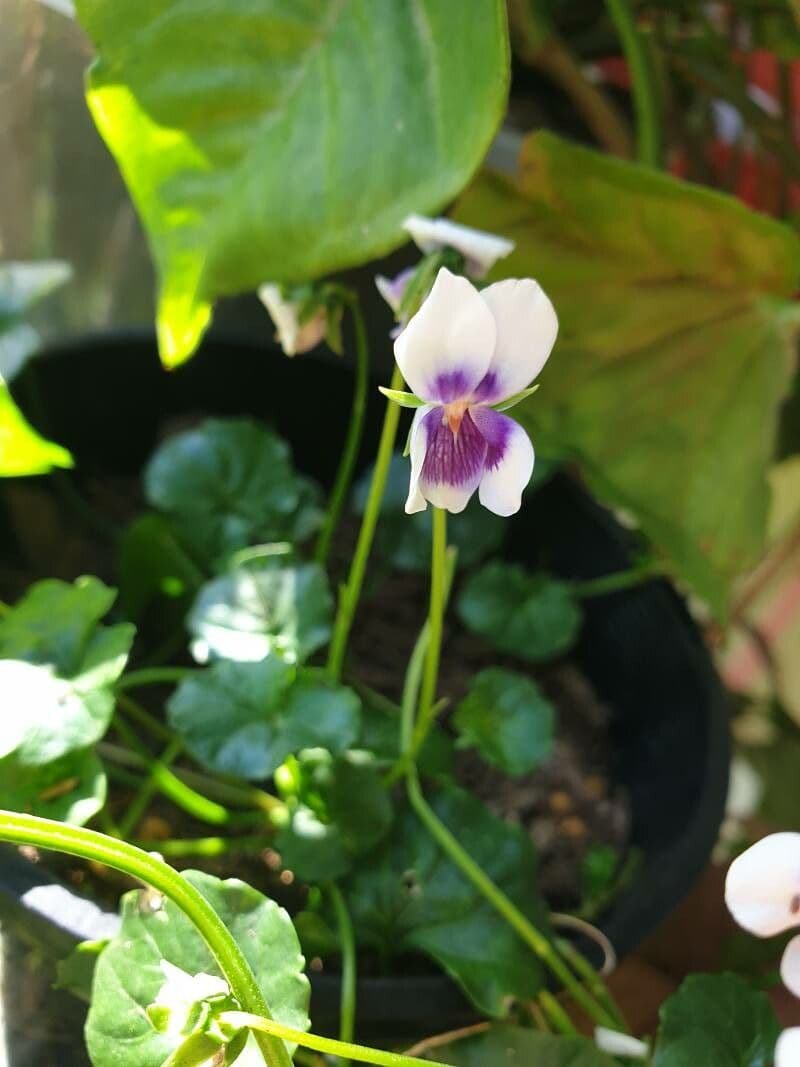 Viola hederacea