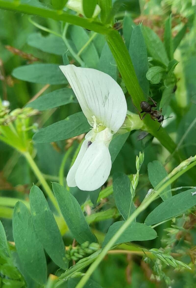 Vicia lutea