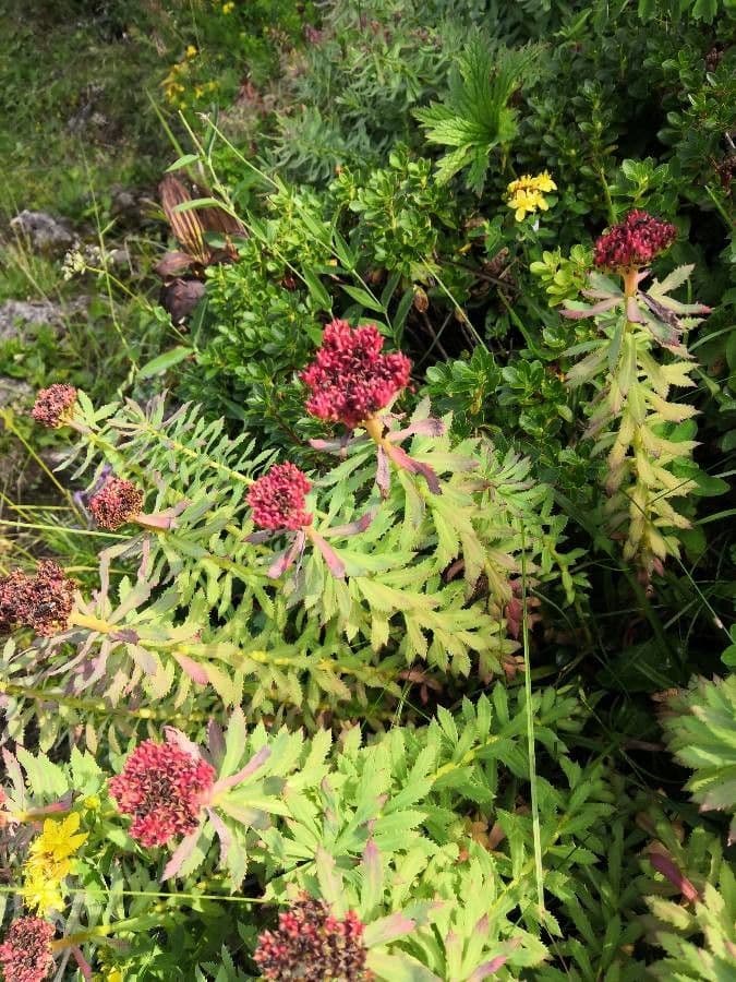 Rhodiola rosea