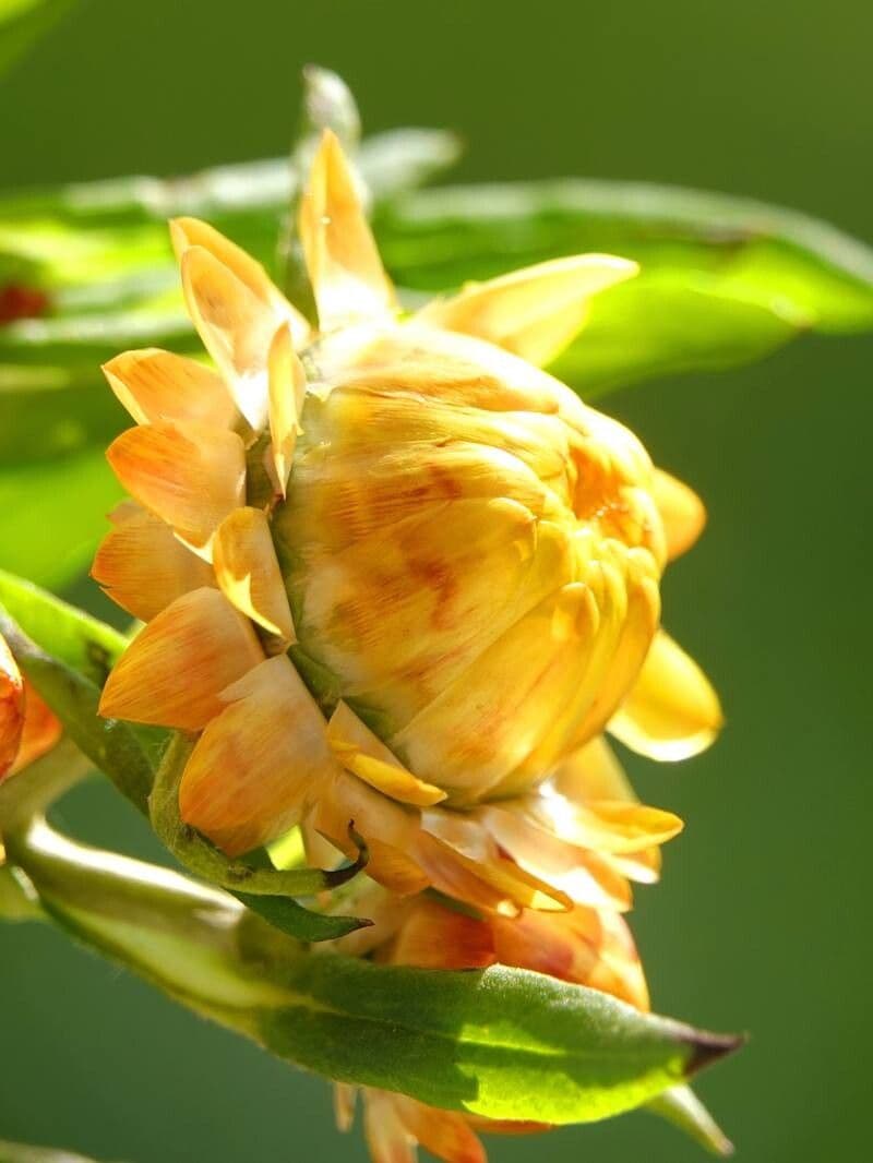 Xerochrysum bracteatum