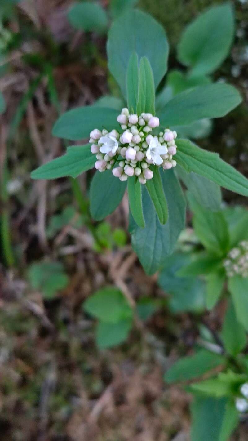 Valeriana tripteris