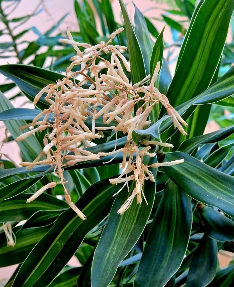 Dracaena angustifolia