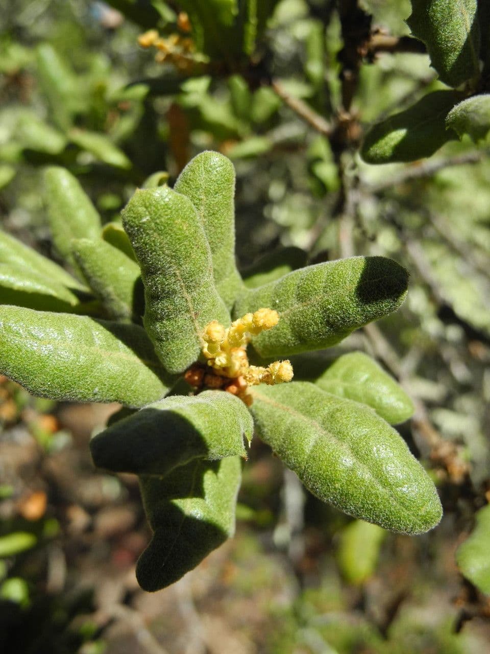 Quercus durata