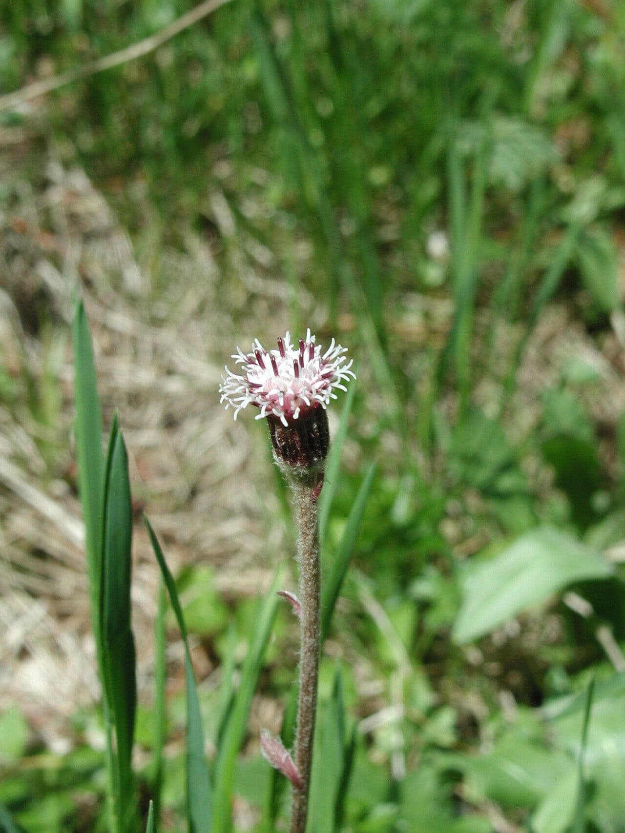 Homogyne alpina