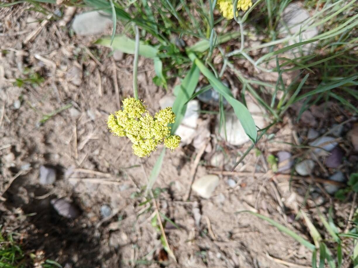 Lomatium triternatum