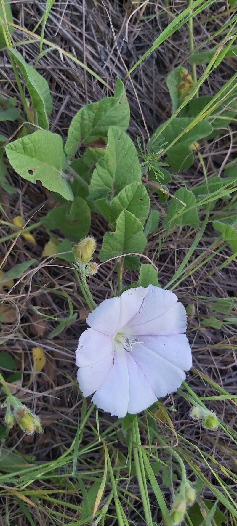Convolvulus betonicifolius