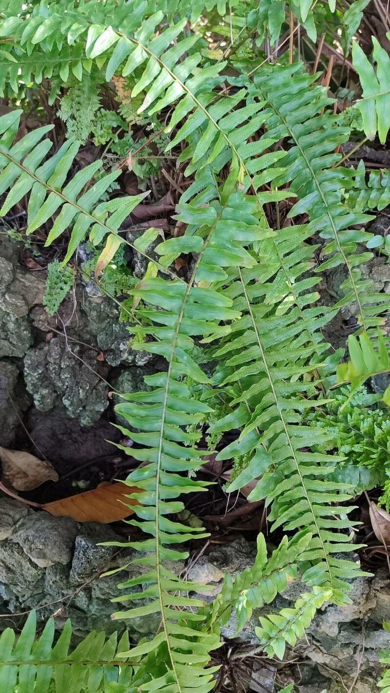 Nephrolepis exaltata