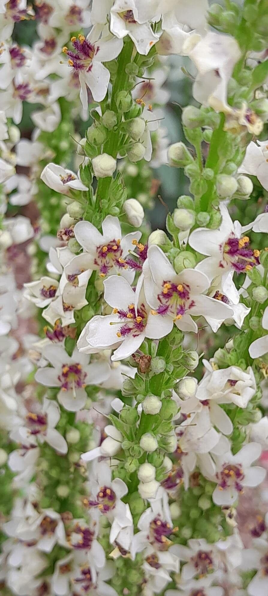 Verbascum chaixii