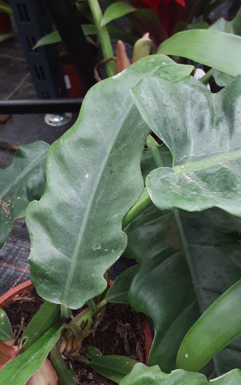 Philodendron bipennifolium