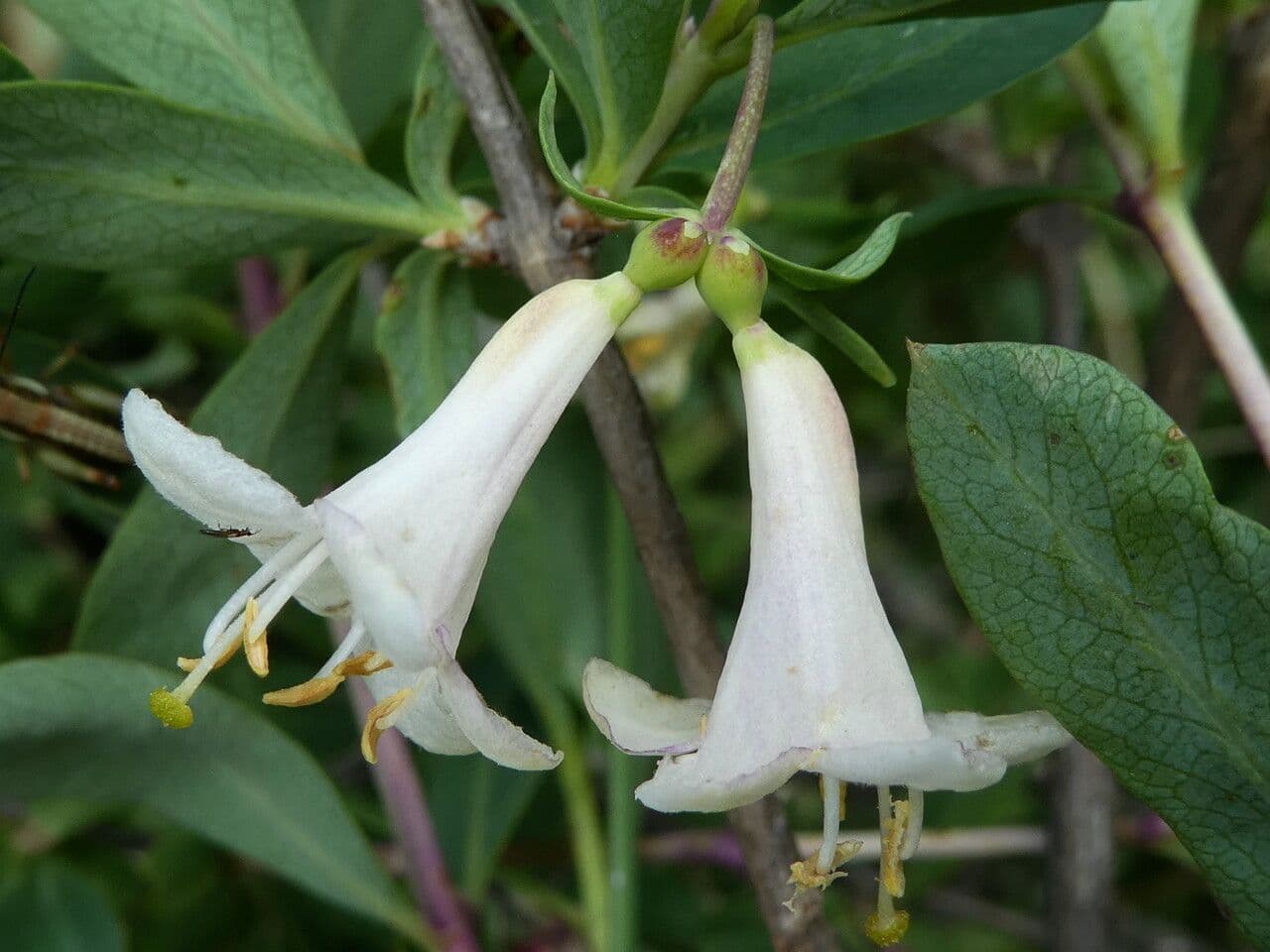 Lonicera pyrenaica