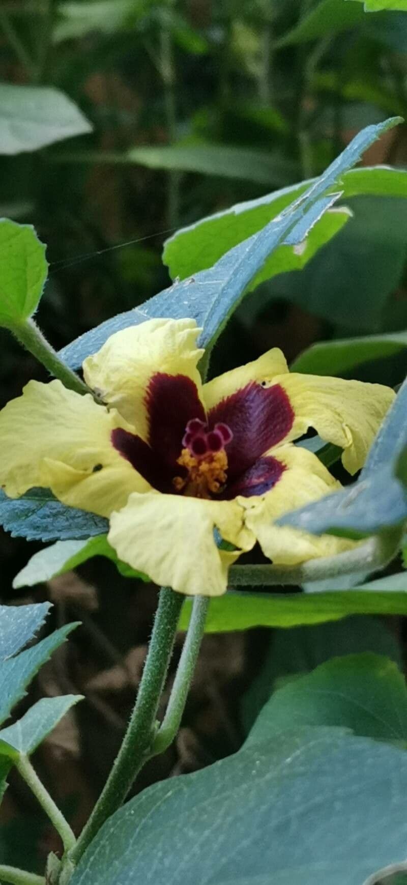 Hibiscus calyphyllus