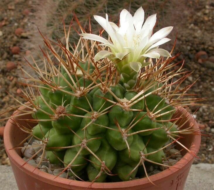 Gymnocalycium schickendantzii