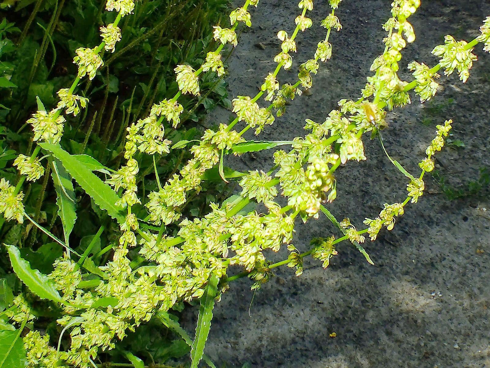 Rumex palustris