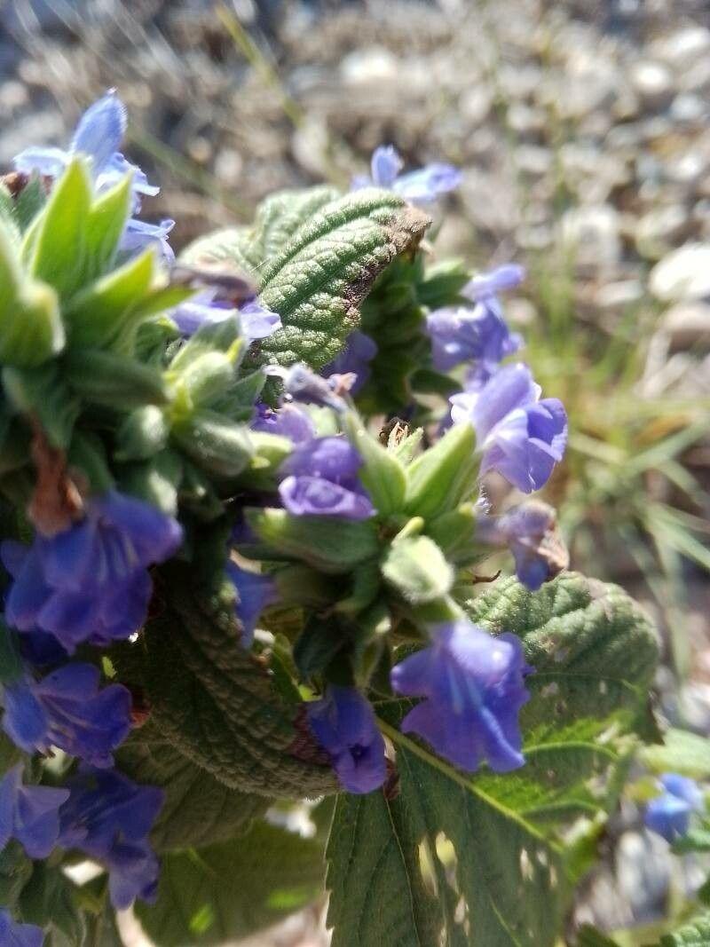 Salvia hispanica